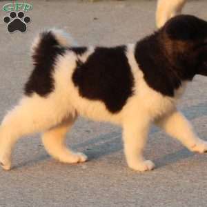 Bill, Akita Puppy